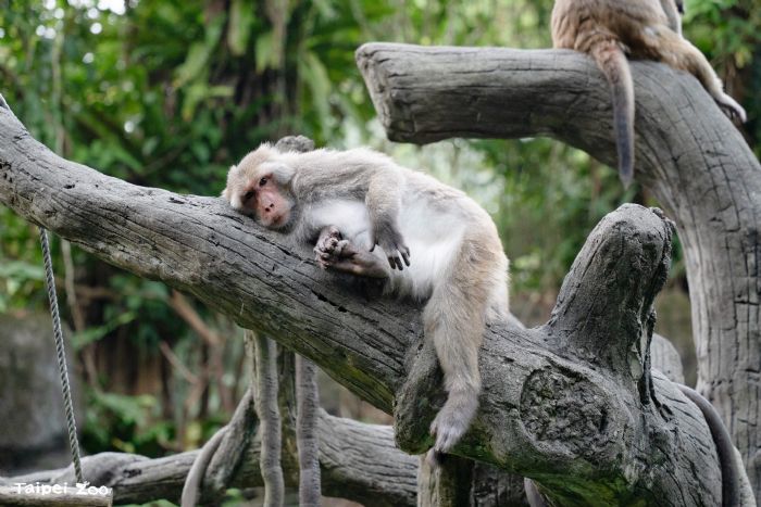 臺北市立動物園7月2日重新開園，10天全面整備迎接暑假歡樂人潮